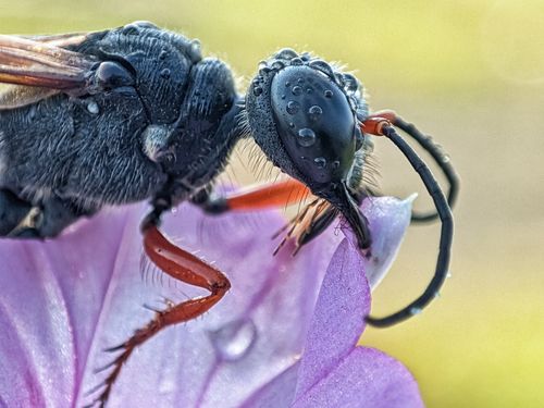 Free Stunning close-up of a bee resting on a dewy purple flower petal, showcasing intricate details. Stock Photo