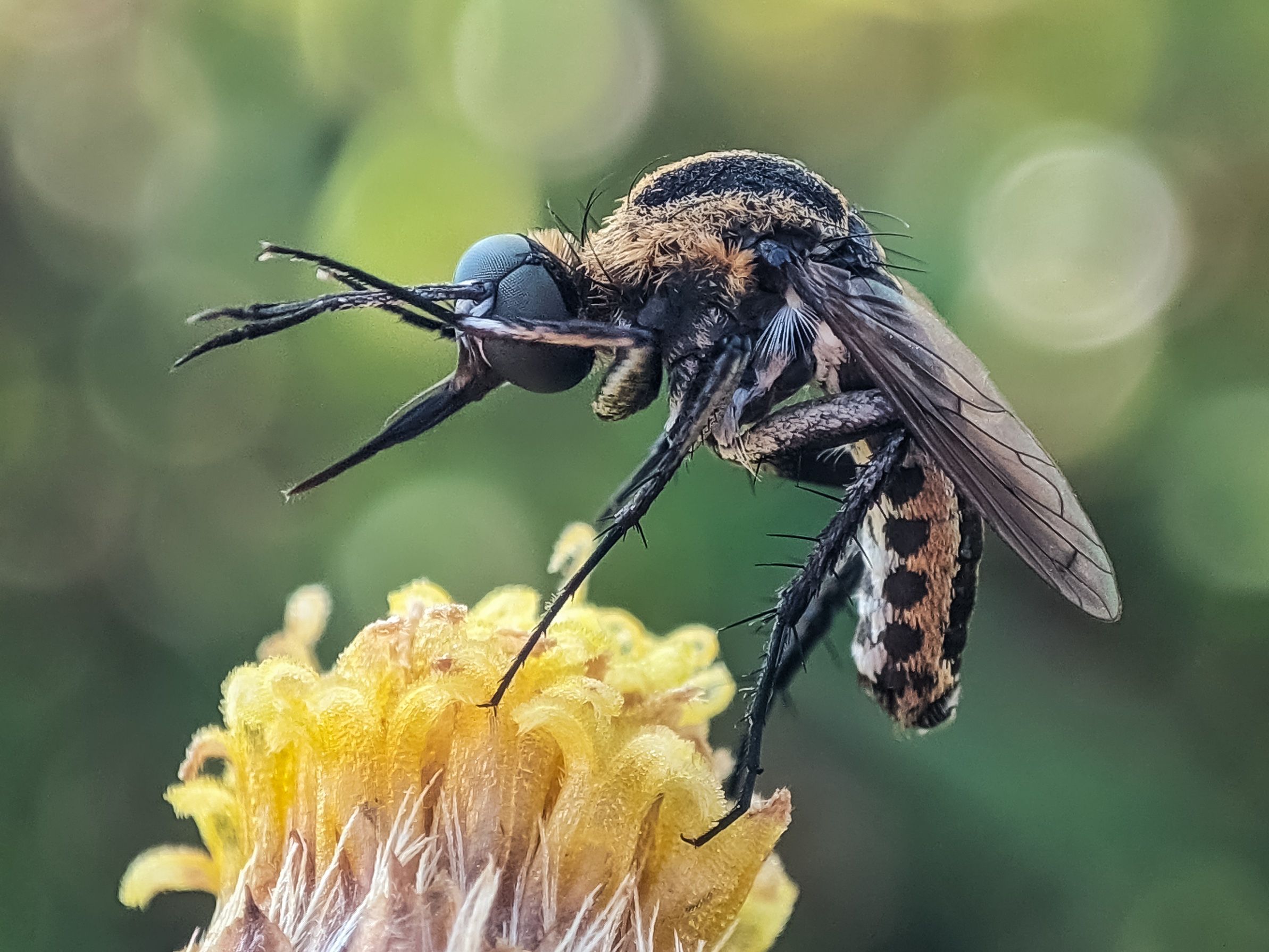 Detailed macro shot of a hoverfly perched on a flower with a blurred green background.