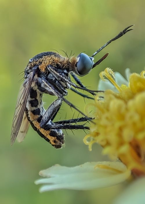 Free Detailed macro shot of a hoverfly on a yellow flower, highlighting its intricate features. Stock Photo