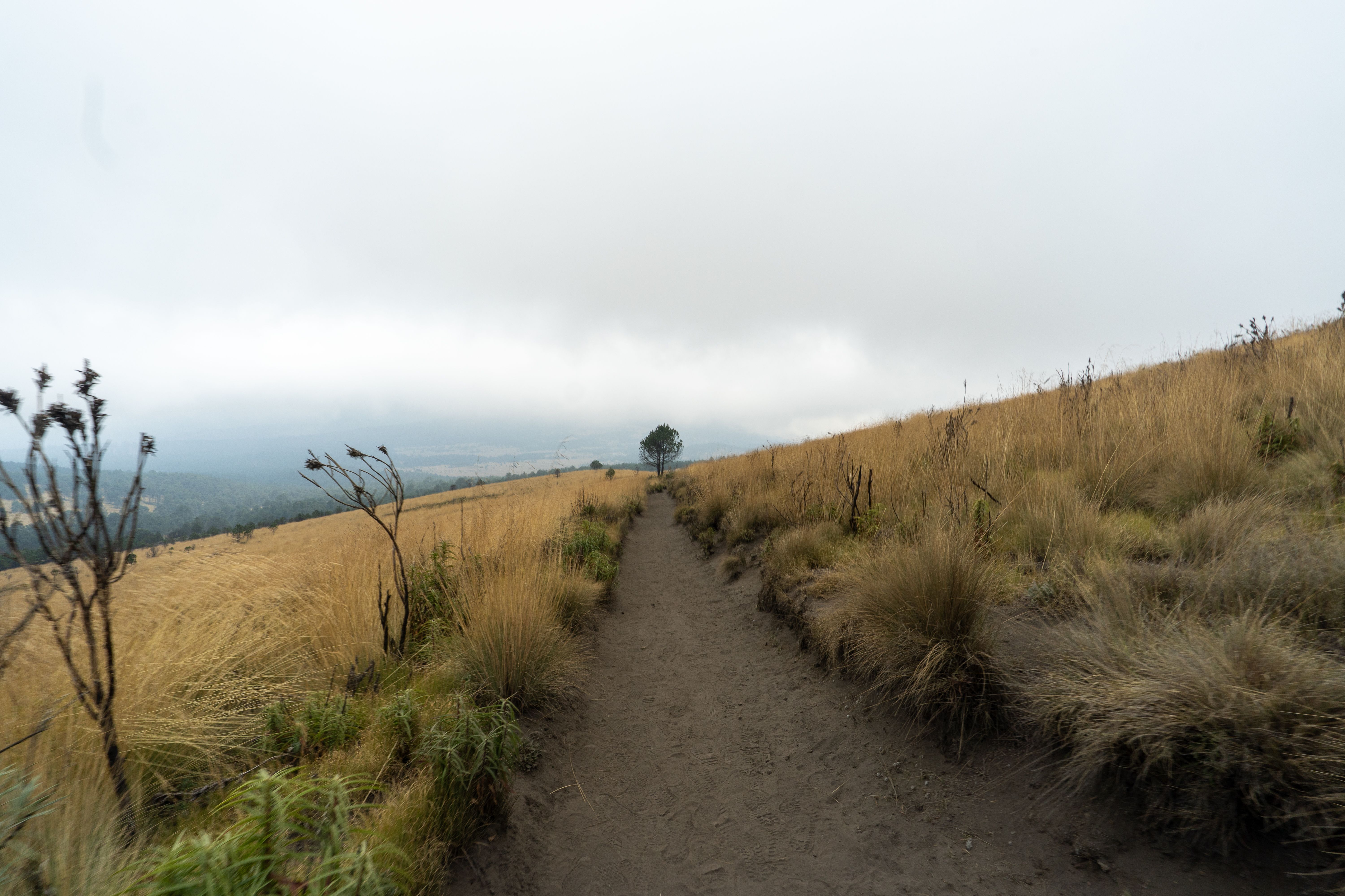 Wide view of a serene path through dry grasses in Puebla, Mexico, under a cloudy sky.
