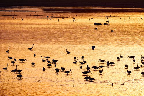 Free stock photo of birds, lake, nature Stock Photo