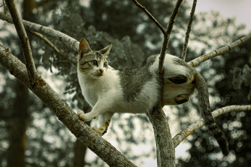 Free A playful cat skillfully climbing a tree branch in a serene forest setting. Stock Photo