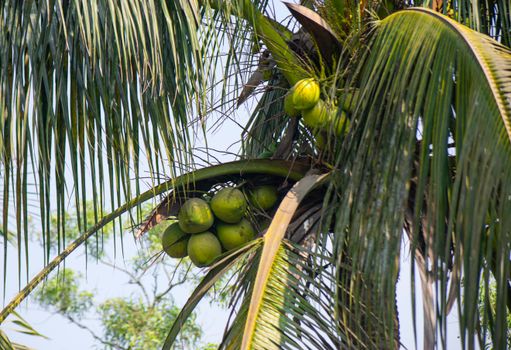 Close-up view of green coconuts hanging on a tall palm tree under bright sunlight.