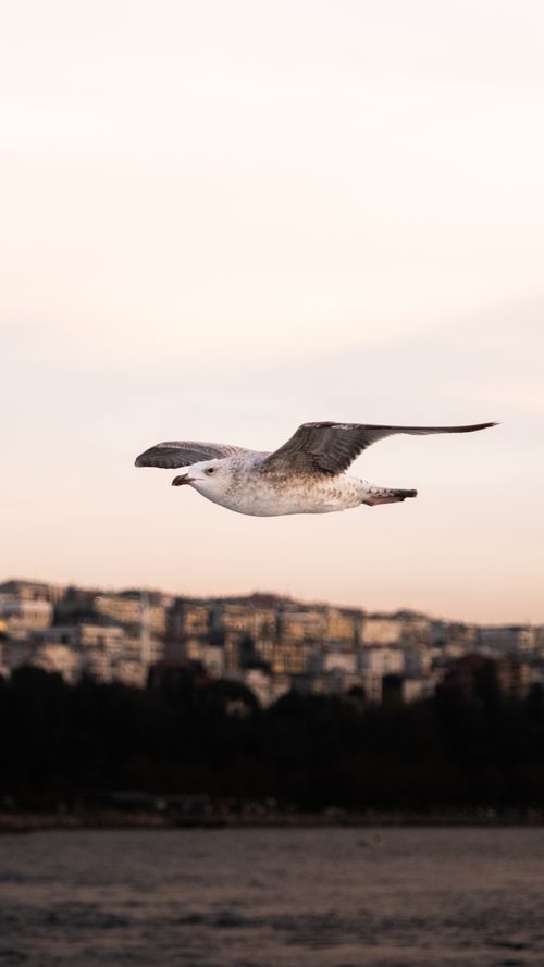 Free A graceful seagull in flight against a city skyline during dusk, showcasing urban wildlife. Stock Photo