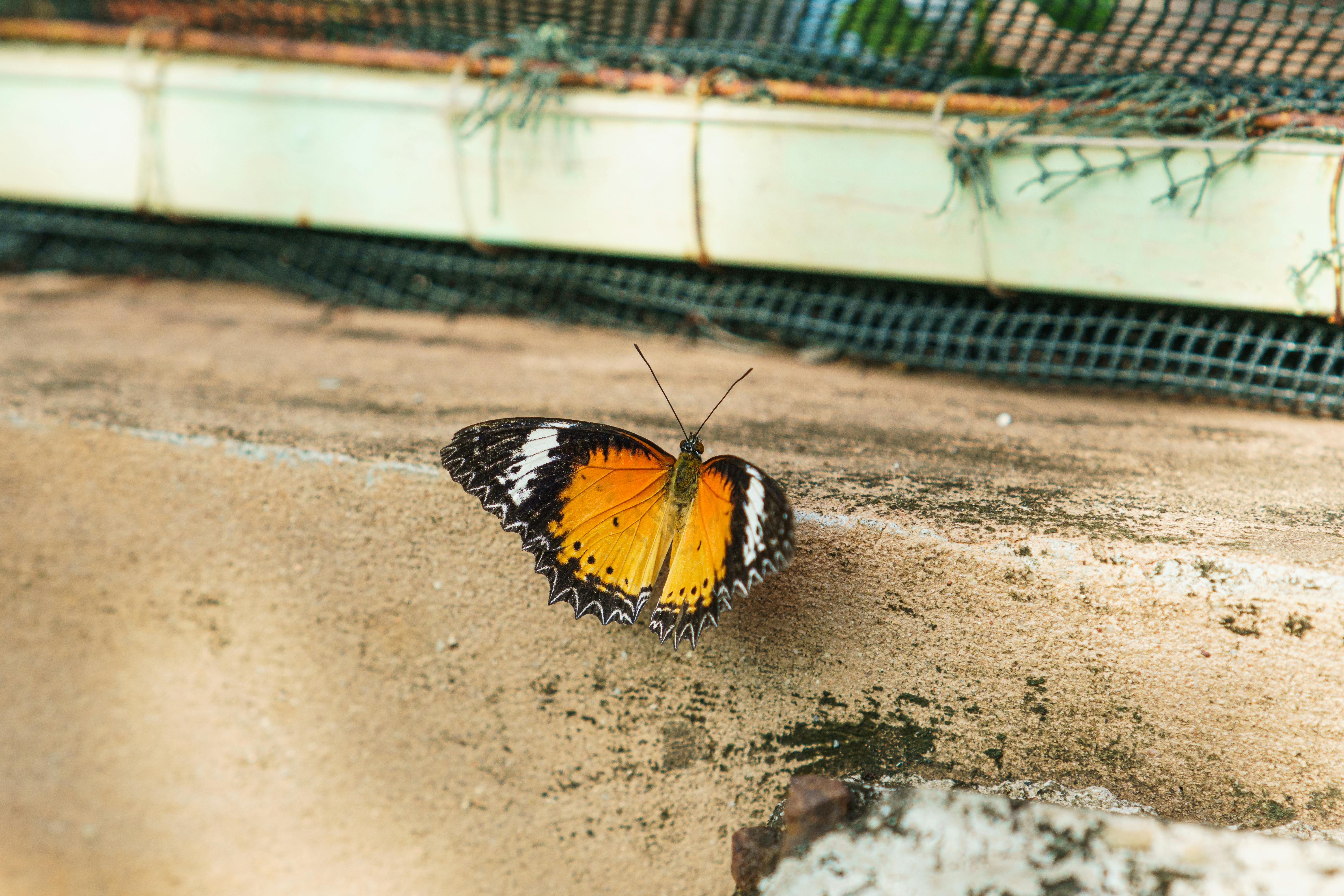 免费 一只色彩鲜艳的橙色蝴蝶，边缘呈黑白相间，停在石头表面。 素材图片