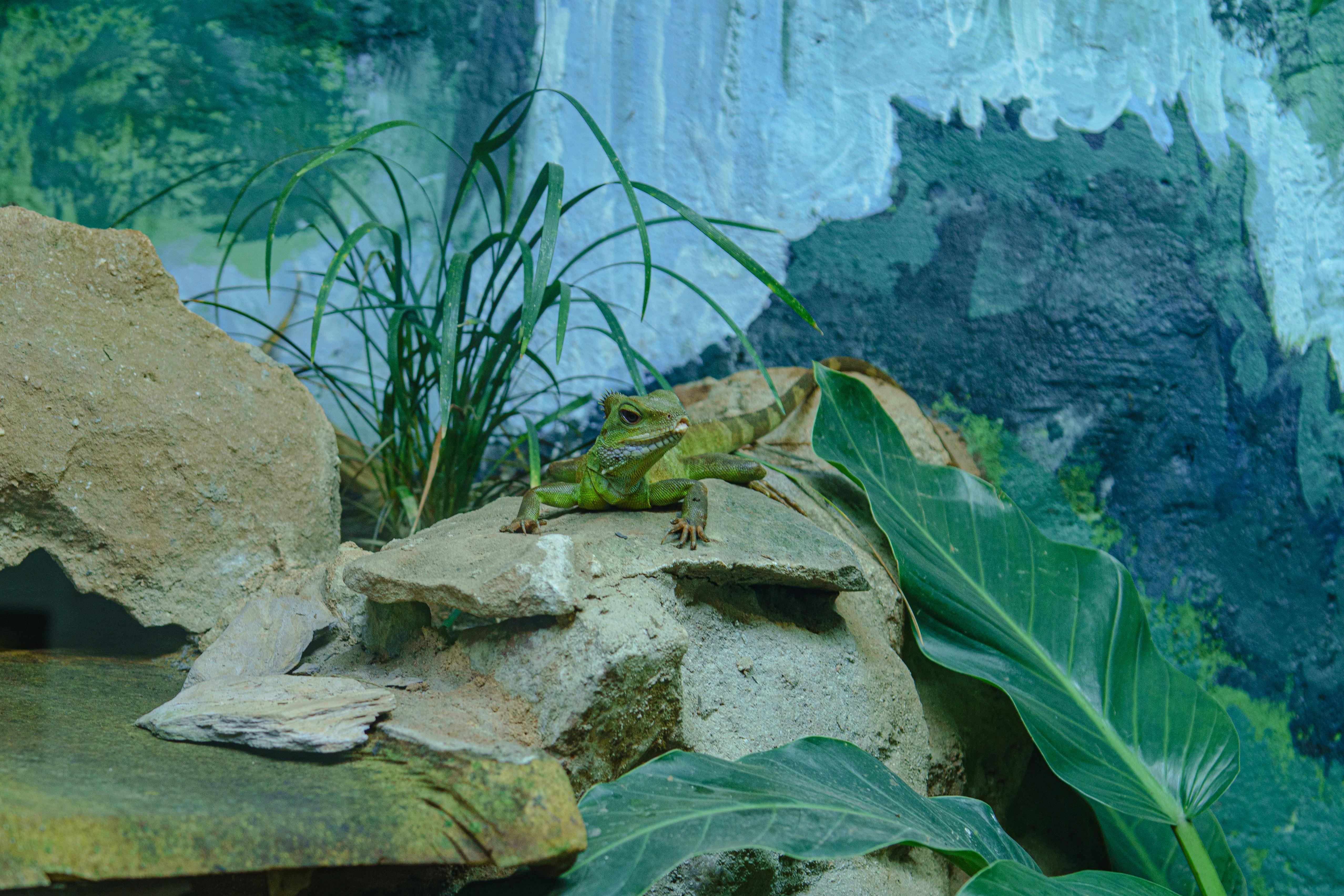 ฟรี อีกัวน่าสีเขียวนอนอยู่บนโขดหินท่ามกลางพืชพรรณเขียวชอุ่ม แสดงให้เห็นถึงถิ่นที่อยู่ตามธรรมชาติของมัน คลังภาพถ่าย