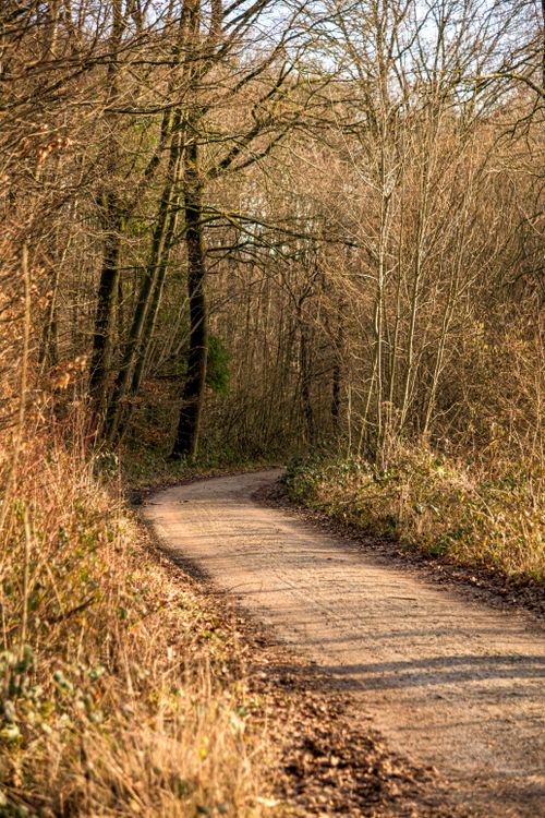Free Peaceful forest path in Coesfeld, Germany, bathed in warm light, perfect for nature walks. Stock Photo