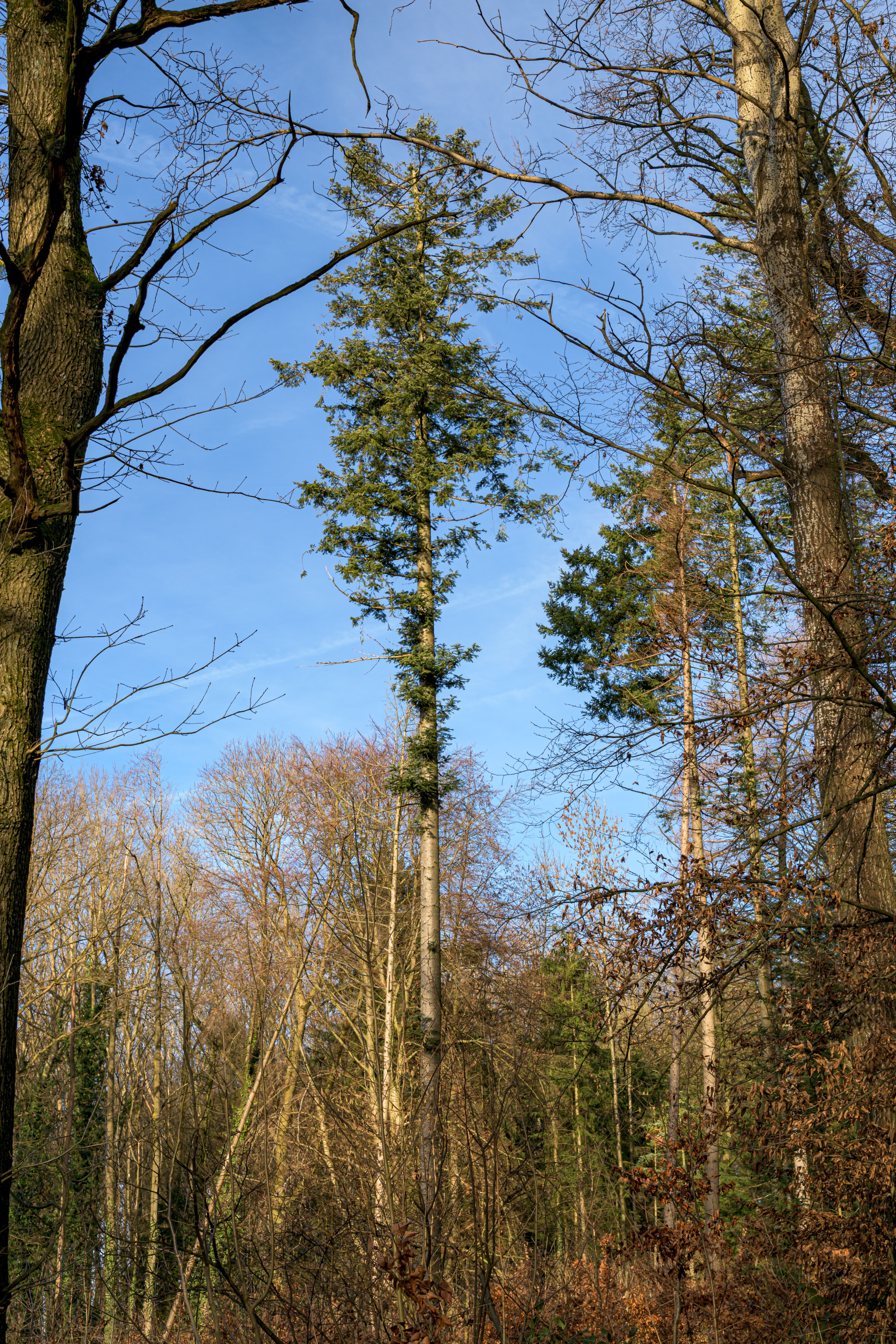 Leafless tall trees standing against a clear blue sky in a Coesfeld forest, capturing winter's serene beauty.