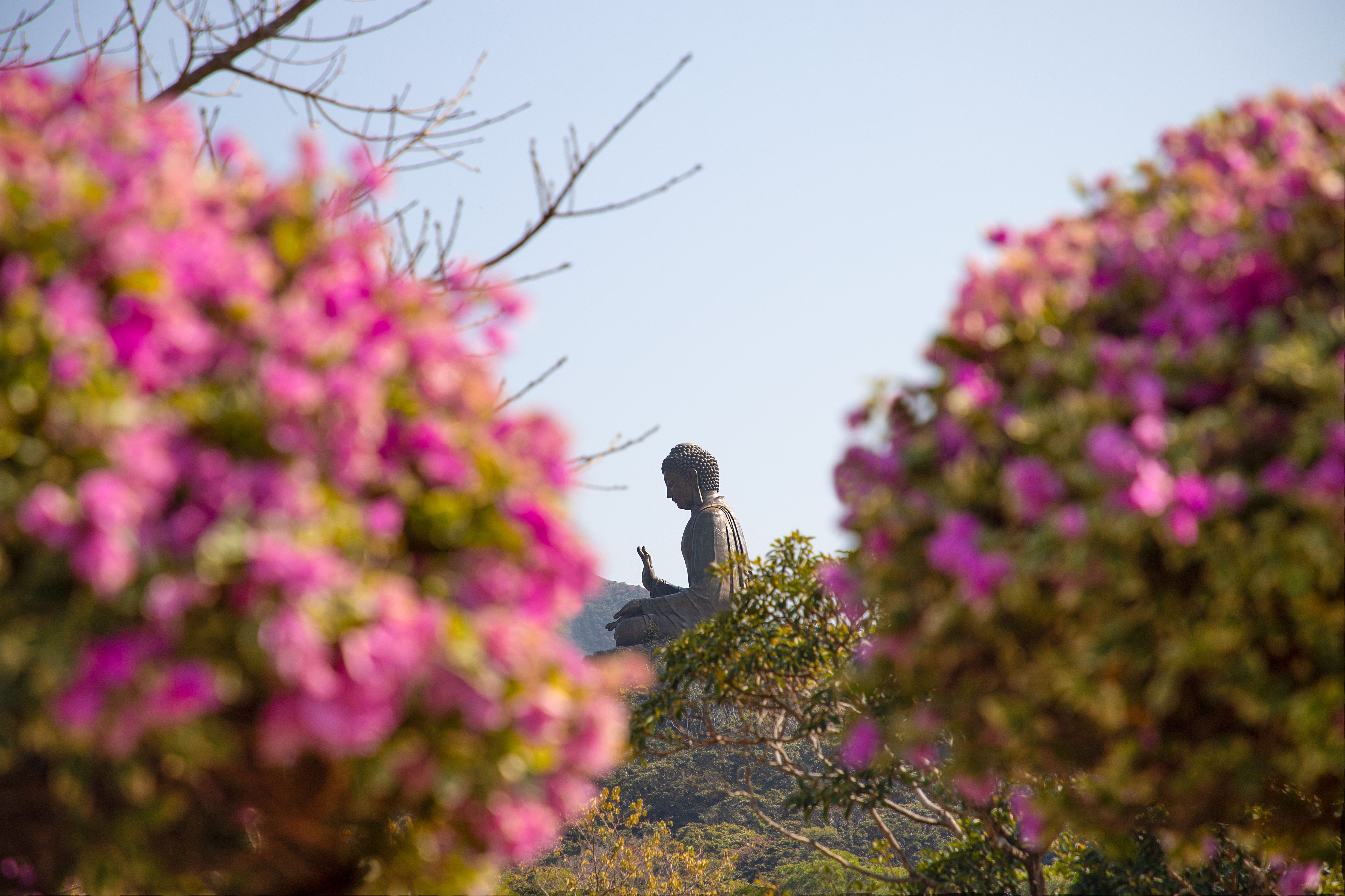 Serene view of Tian Tan Buddha statue framed by vibrant flowers in New Territories, Hong Kong.