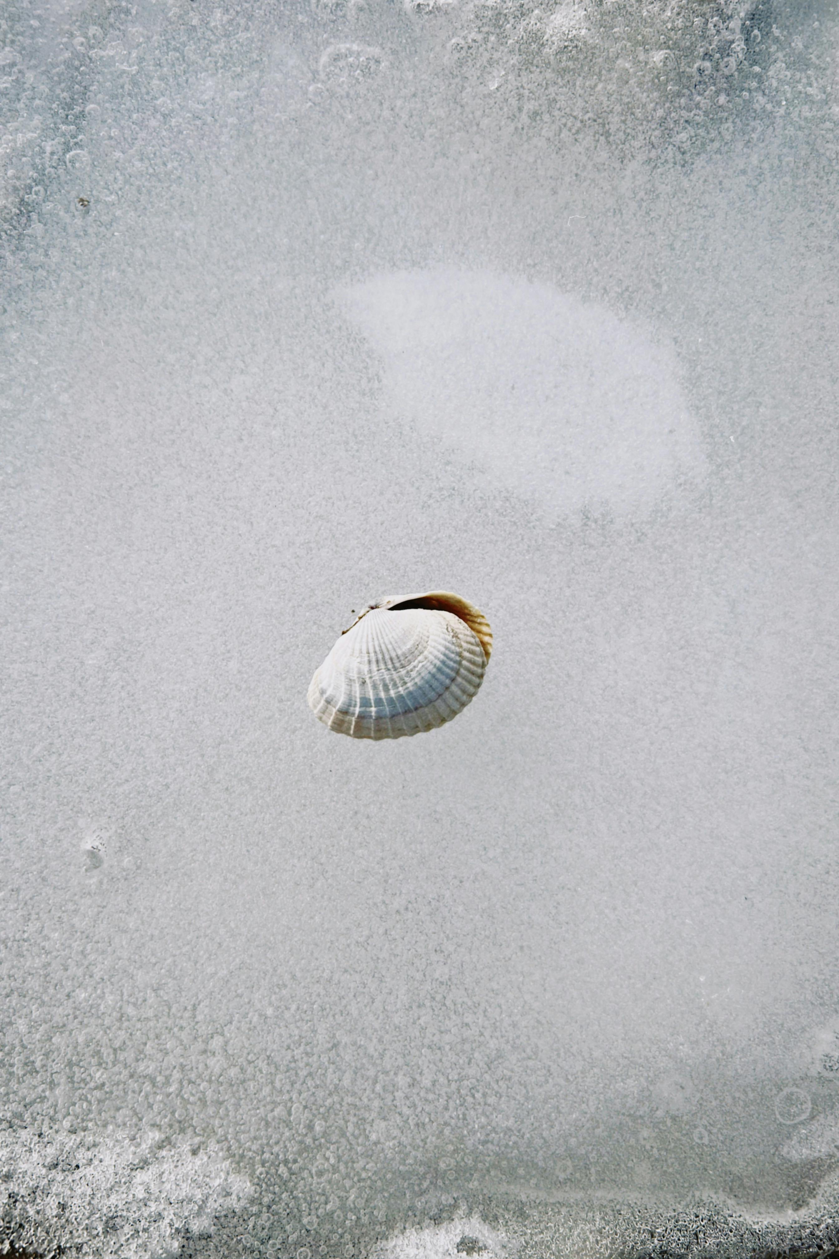 A solitary seashell frozen in ice, showcasing nature's contrast and beauty.