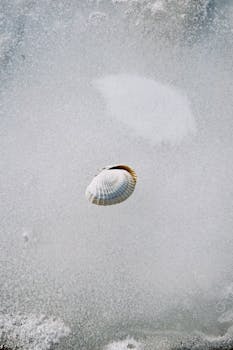 A solitary seashell frozen in ice, showcasing nature's contrast and beauty.