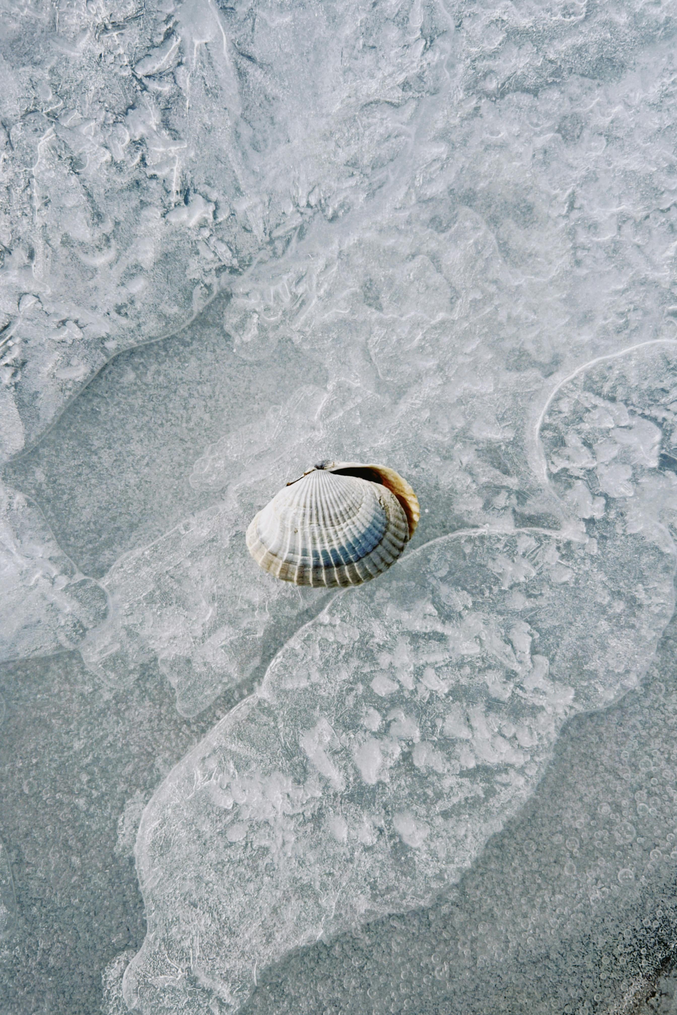 A lone seashell rests on icy terrain in Konaev, Kazakhstan, showcasing nature's contrast.