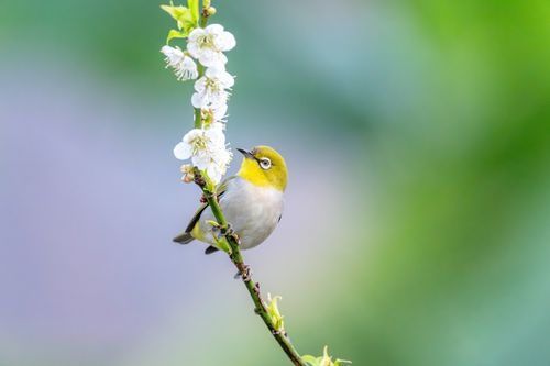 Free Close-up of a Japanese White-Eye bird on a flowering branch in spring. Stock Photo