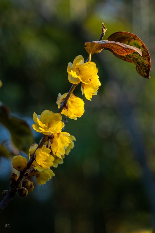Free Close-up of blossoming yellow wintersweet flowers against a blurred background. Stock Photo