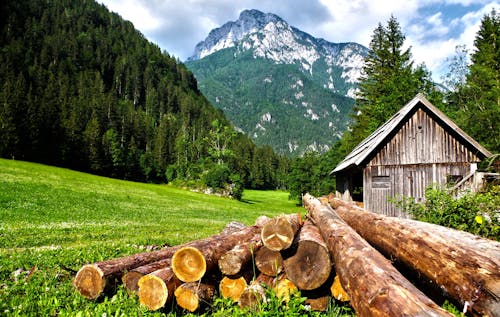 Free Brown Logs on Grass Field Stock Photo