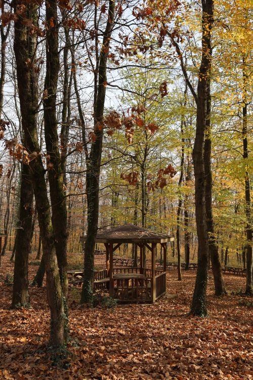 Free Beautiful autumn forest with a wooden gazebo in Kocaeli, Türkiye. Stock Photo