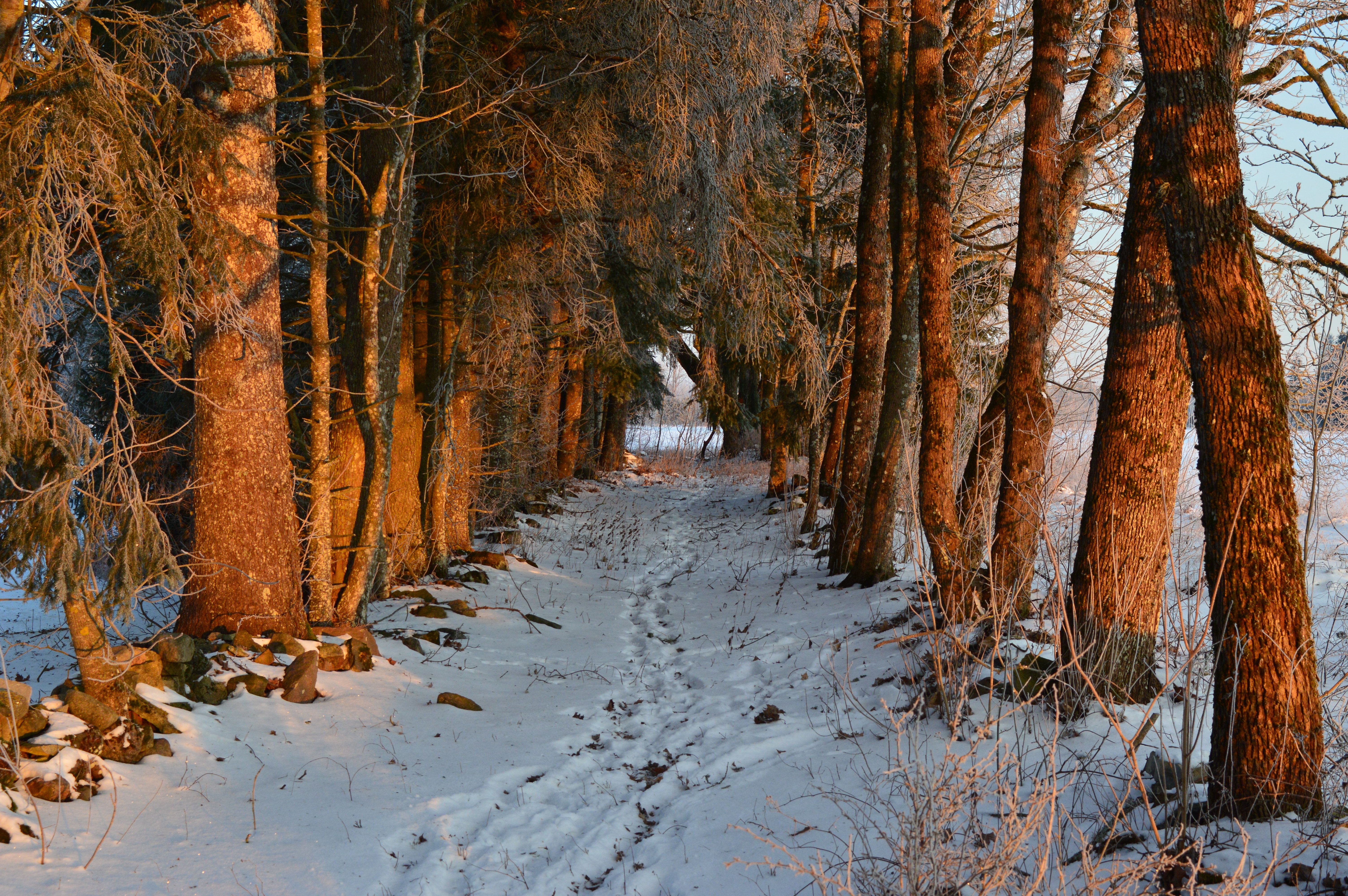 Mertz Grade Trail
