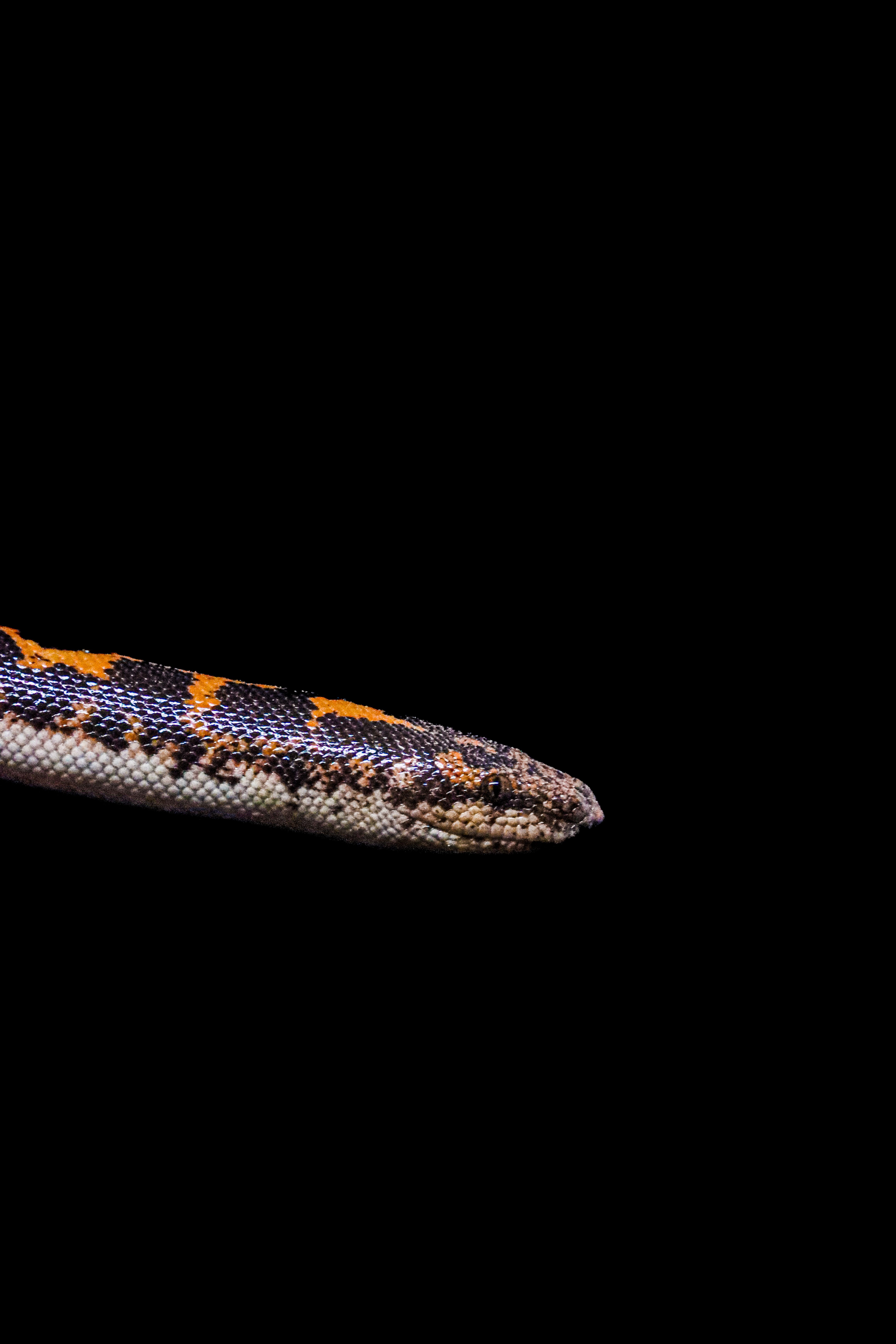 Small Pet Snakes: 6 Species Compared by Size, Care & Setup
