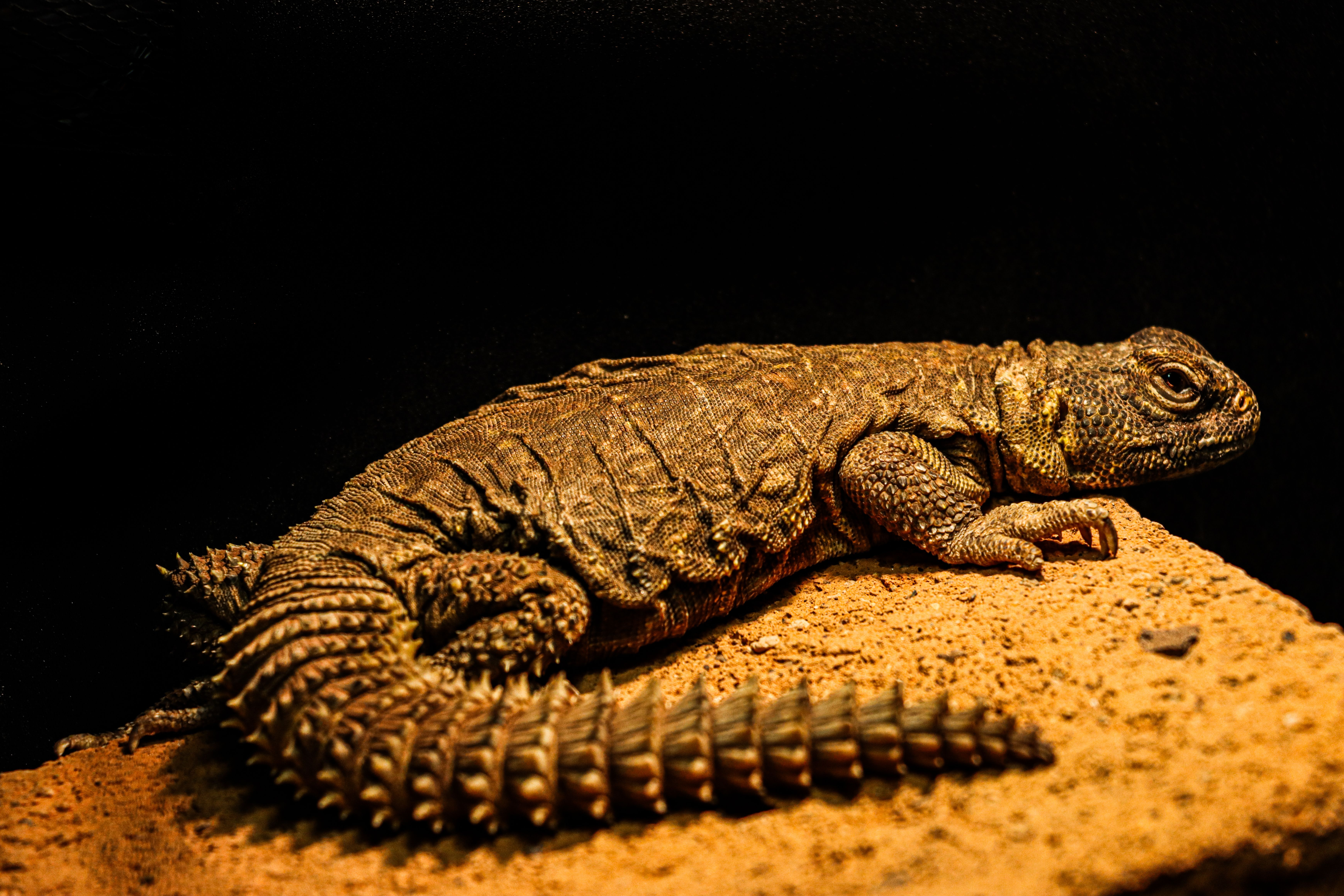Close-up of Desert Lizard Resting on Sandstone · Free Stock Photo