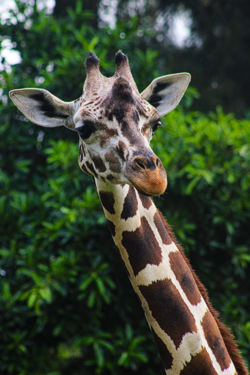 Free A detailed close-up of a giraffe in its natural habitat showcasing its unique patterns and elegant neck. Stock Photo