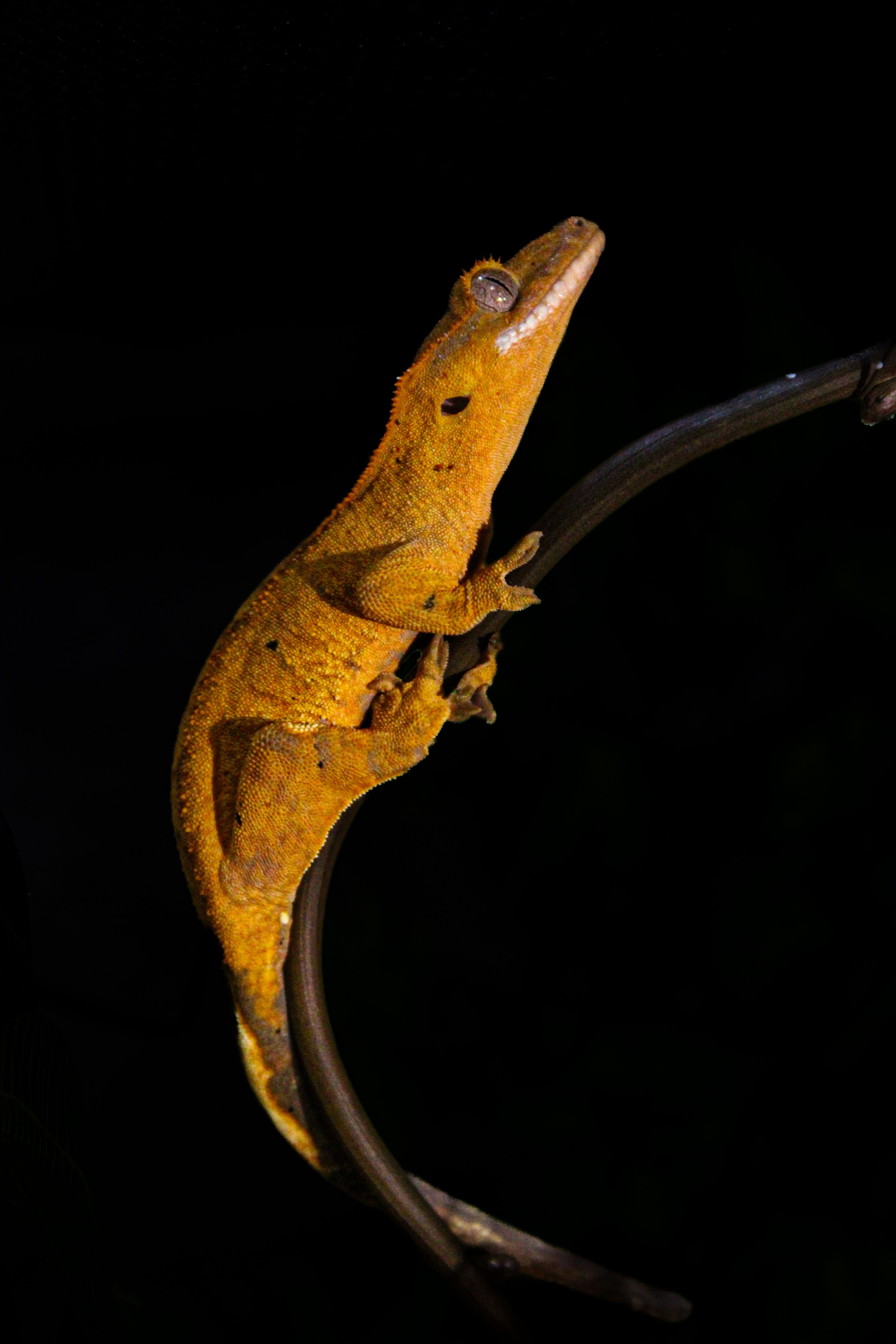Crested Gecko Morphs: Colors, Patterns, Traits & ID Guide