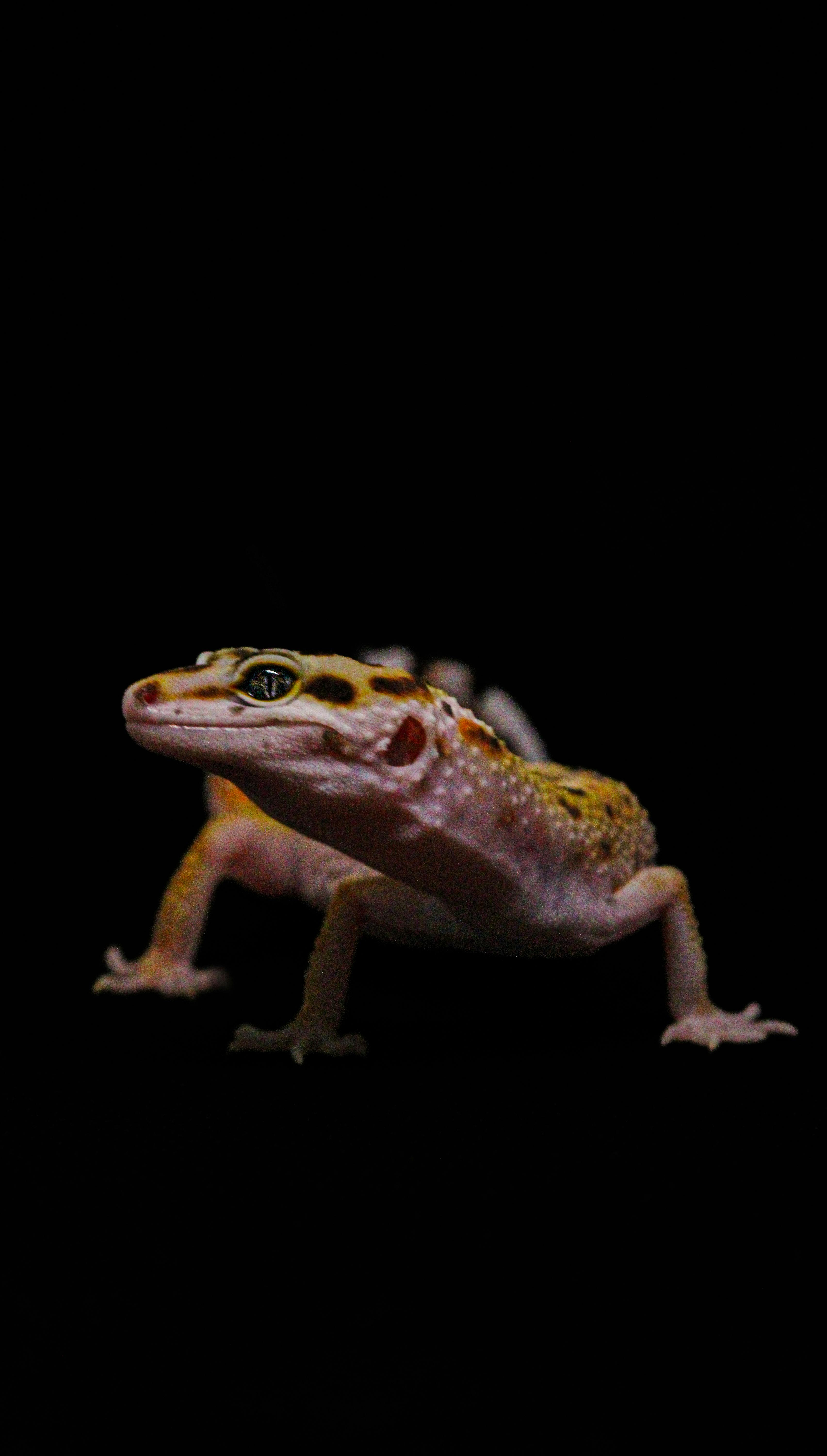 ヒョウモントカゲモドキ — タンジェリン・トレンパーアルビノ メス