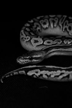 Black and white close-up image of a python snake showcasing its intricate skin patterns.