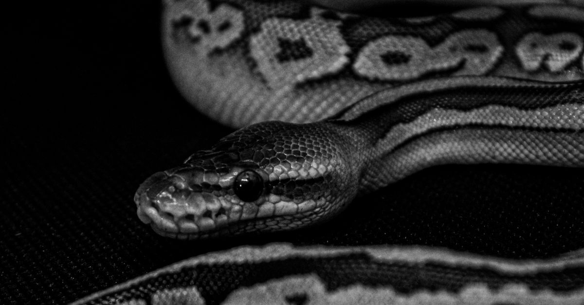 Python Snakepatterns Close-Up of Python Snake with Intricate Patterns ยท Free Stock Photo