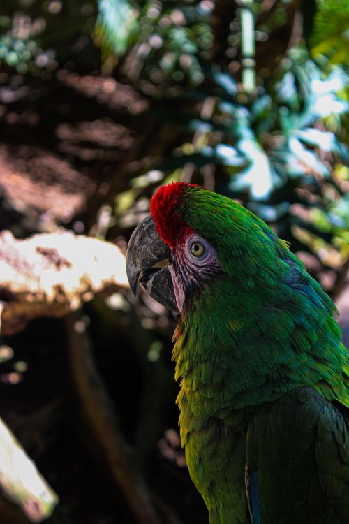 Free Close-up of a vibrant green parrot with a red head, showcasing its striking colors in a lush tropical backdrop. Stock Photo