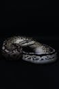 Close-Up of Ball Python Coiled on Black Background