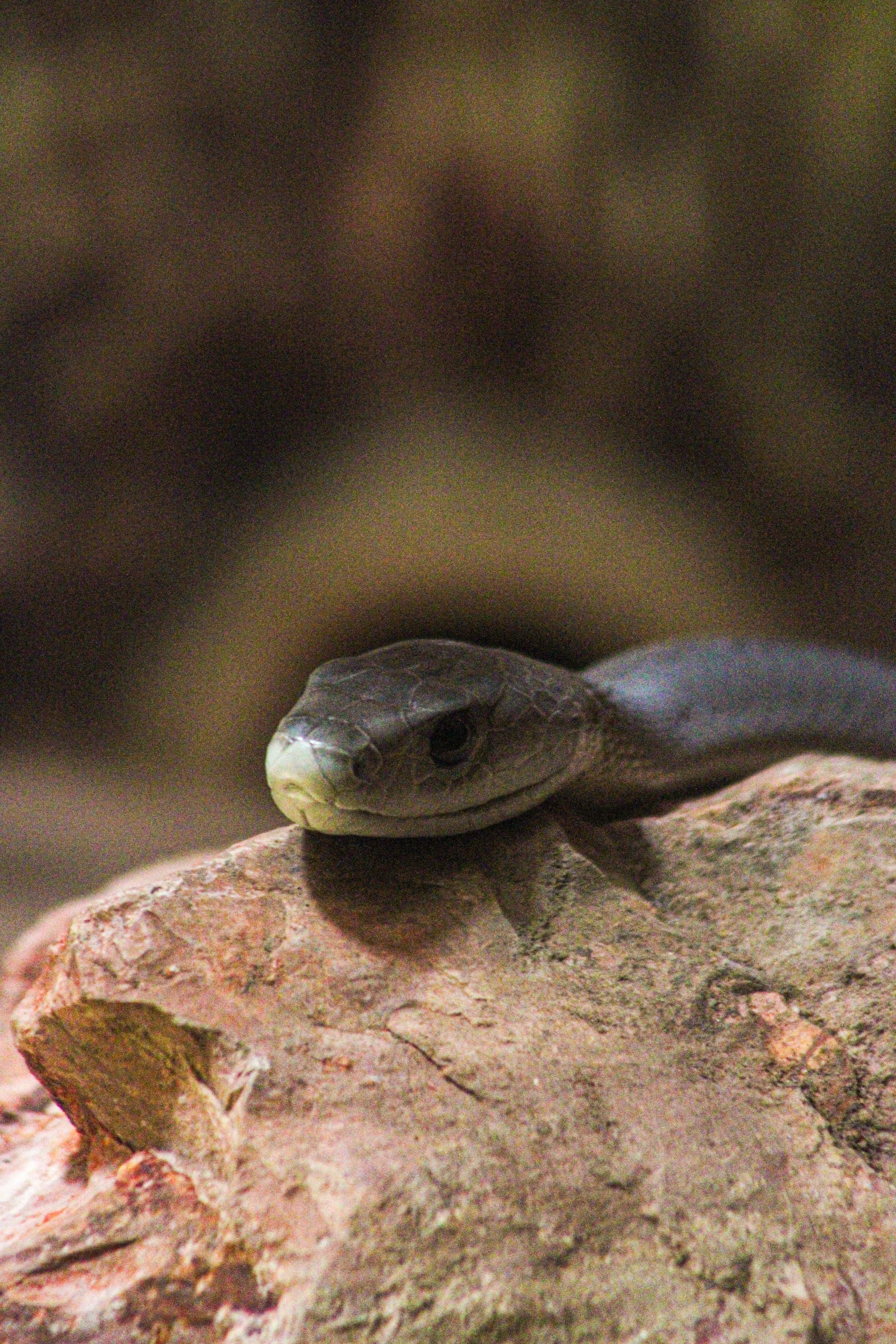 Black mamba snake rests on a rock, showcasing its distinct features and natural habitat.