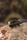 black mamba snake