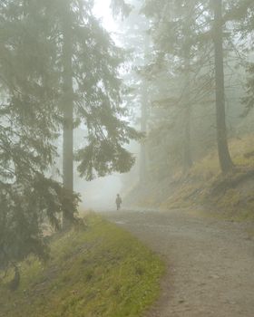 A lone person walks on a foggy forest trail surrounded by tall trees, creating a serene and mysterious atmosphere.