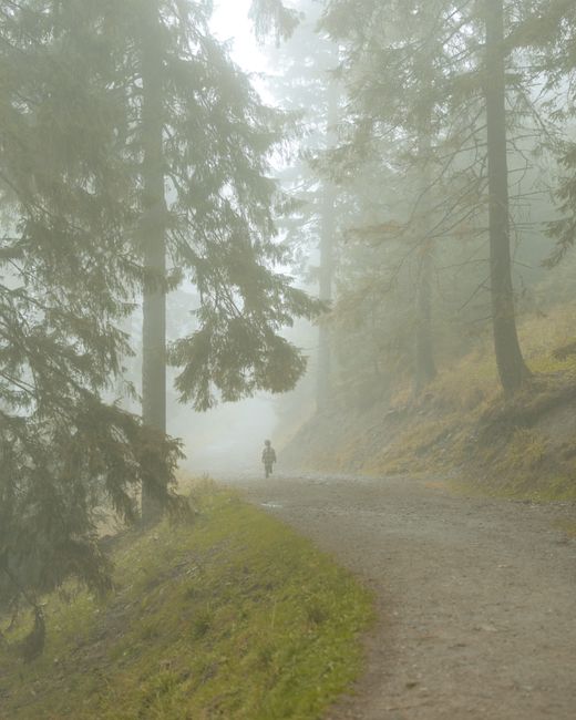 A lone person walks on a foggy forest trail surrounded by tall trees, creating a serene and mysterious atmosphere.