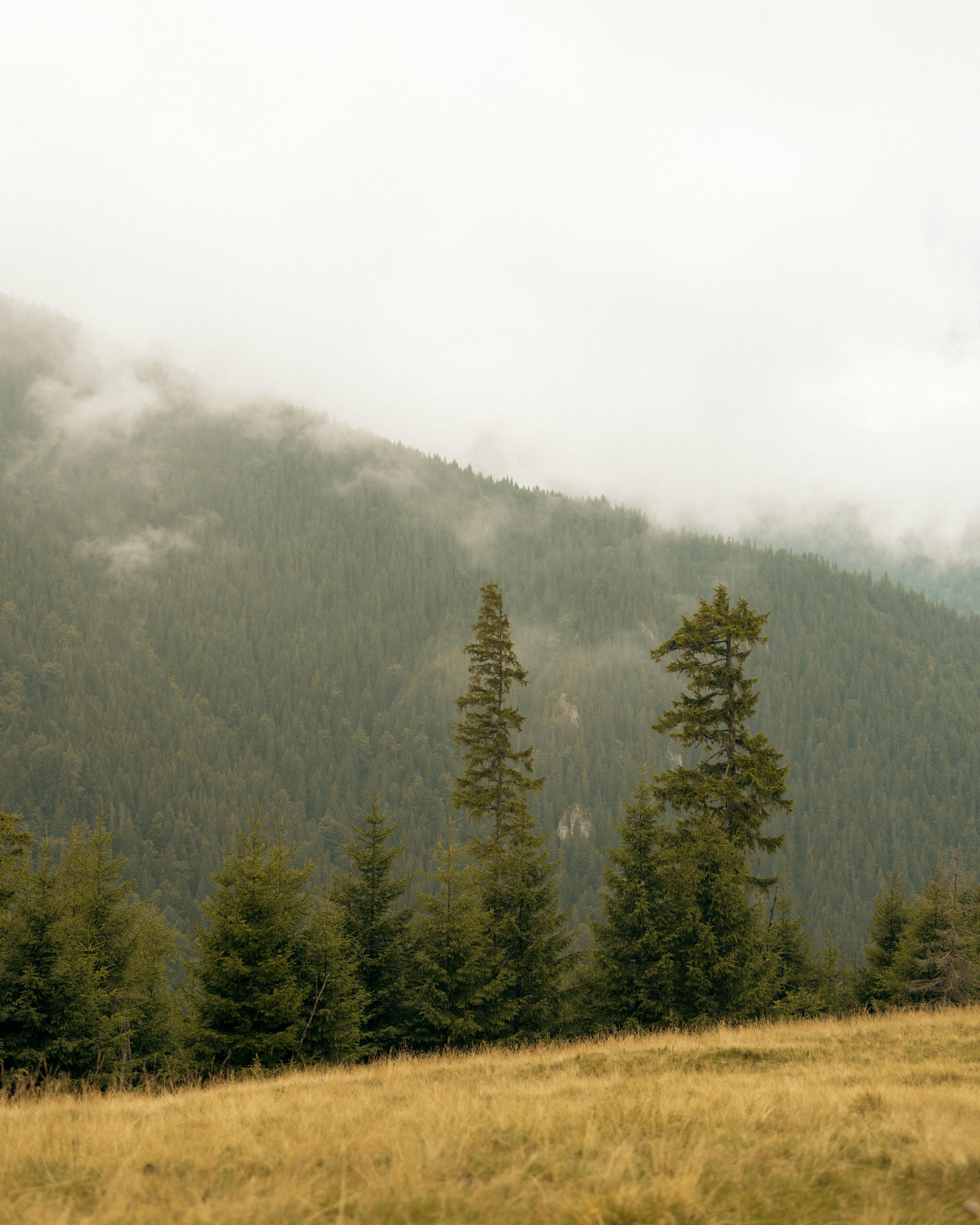 Gratis Pemandangan pegunungan berkabut yang damai dengan pepohonan hijau subur dan kabut. Foto Stok