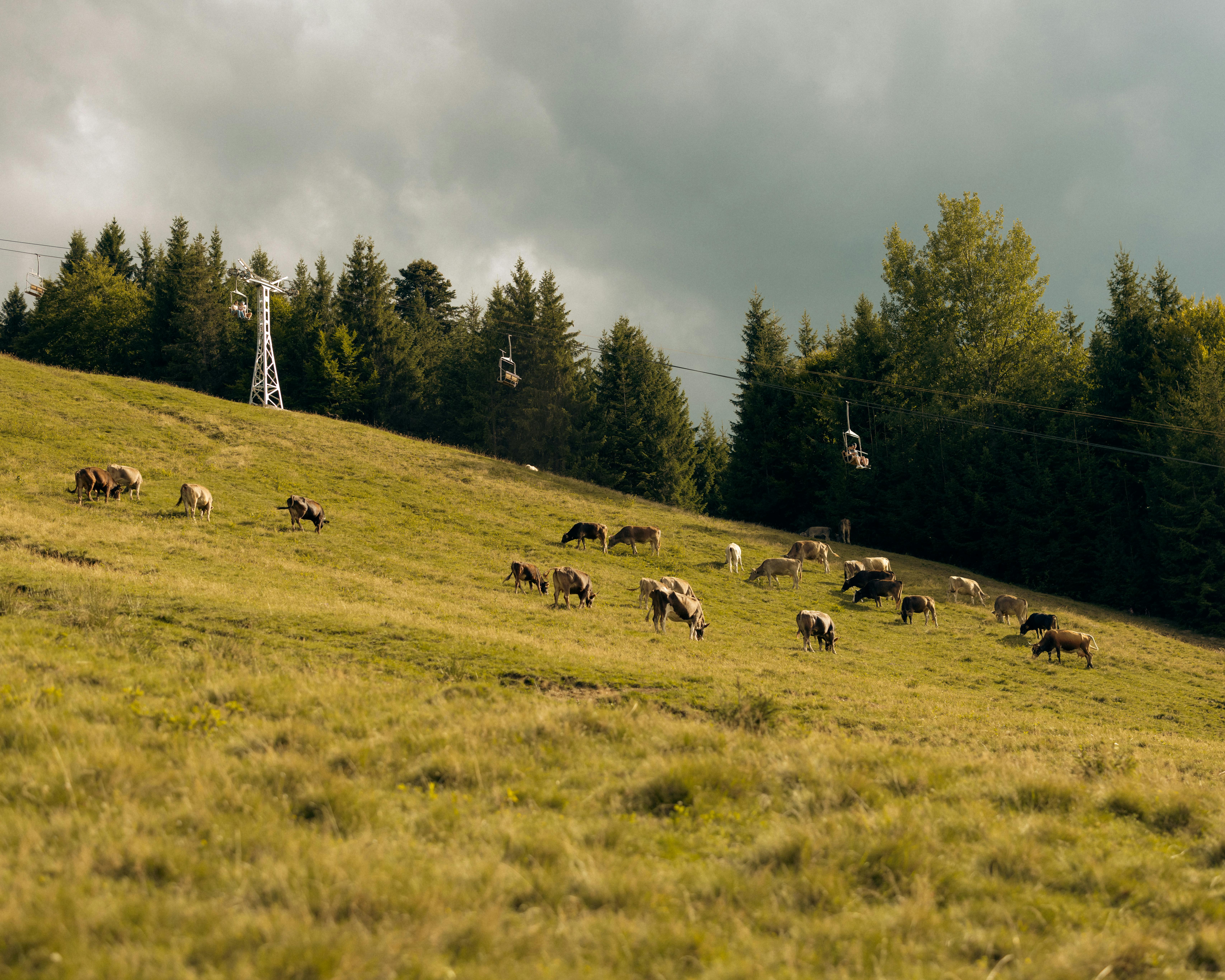 Gratis Sapi-sapi merumput dengan tenang di lereng gunung hijau yang rimbun di bawah langit yang sebagian berawan dengan pemandangan lift ski. Foto Stok