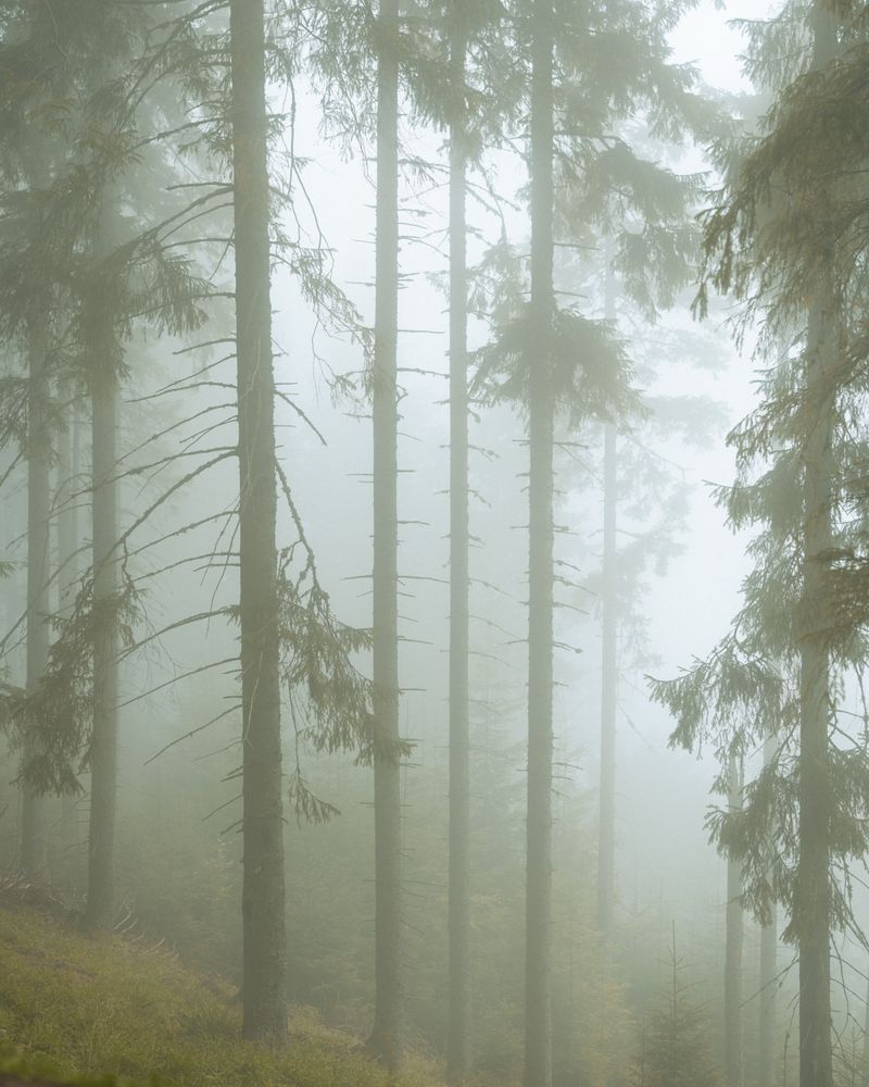 Misty pine forest morning light