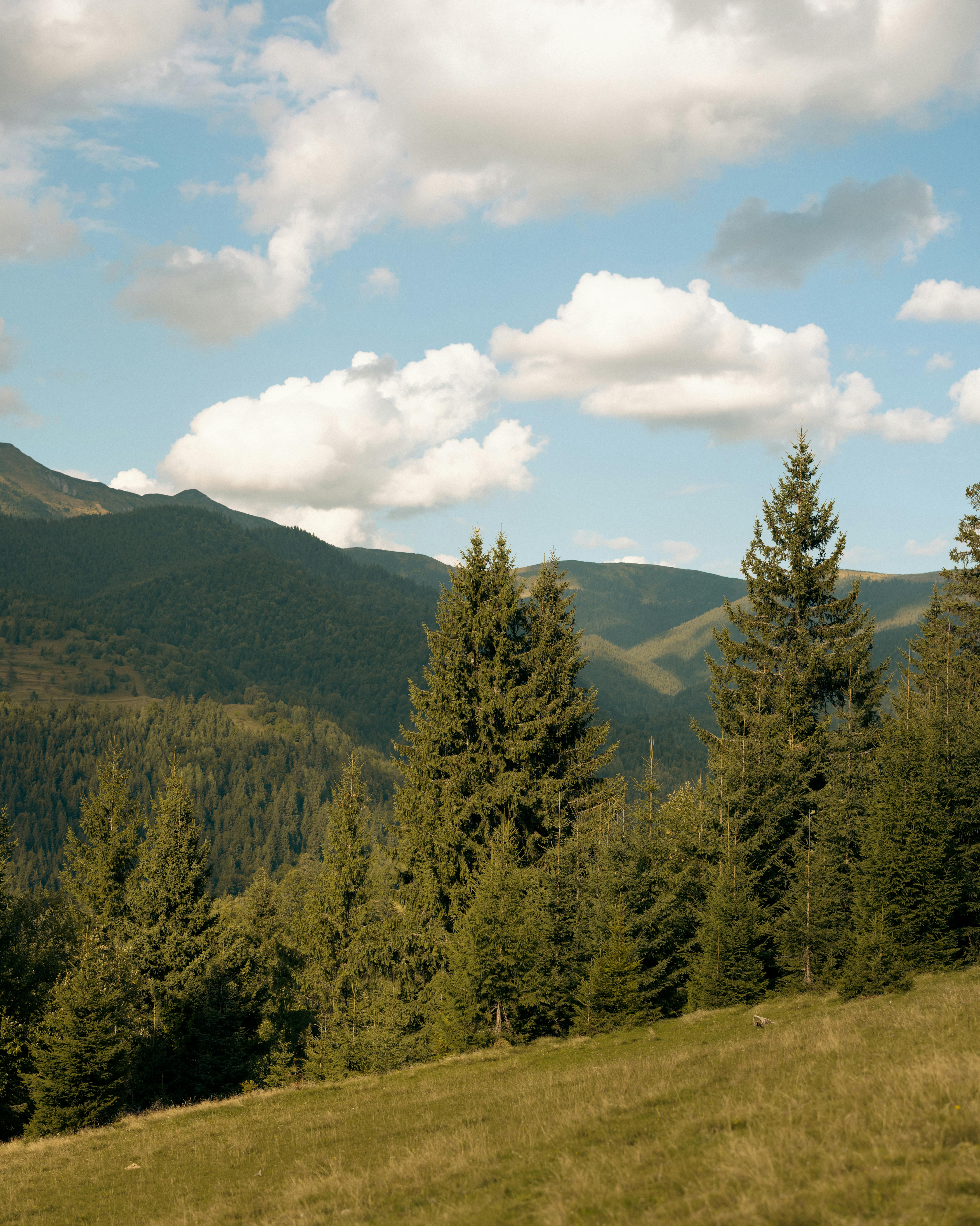 Gratuit Vue imprenable sur des montagnes verdoyantes et des pins sous un ciel d'un bleu limpide. Photos