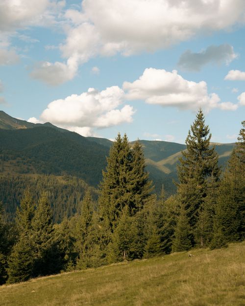 Free Breathtaking view of lush green mountains and pine trees under a clear blue sky. Stock Photo