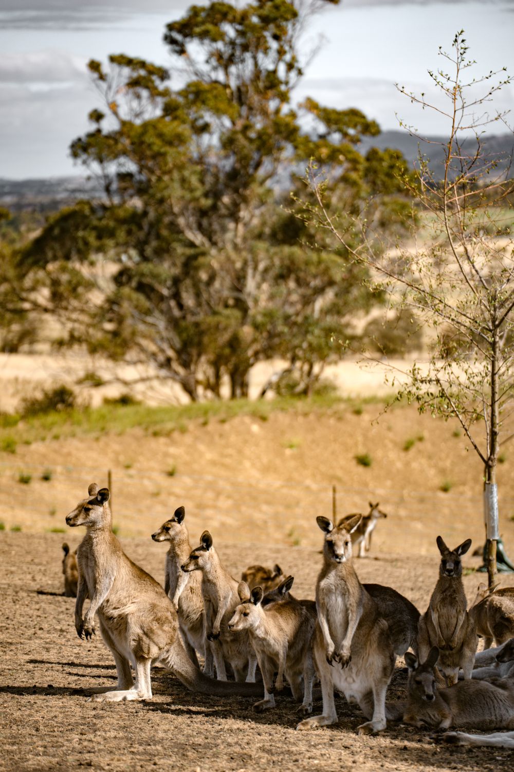 Grupo de canguros descansando bajo árboles en el campo árido australiano