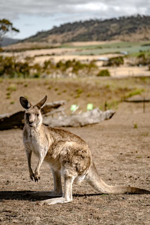 Free A kangaroo standing in an open, arid landscape in Australia. Stock Photo