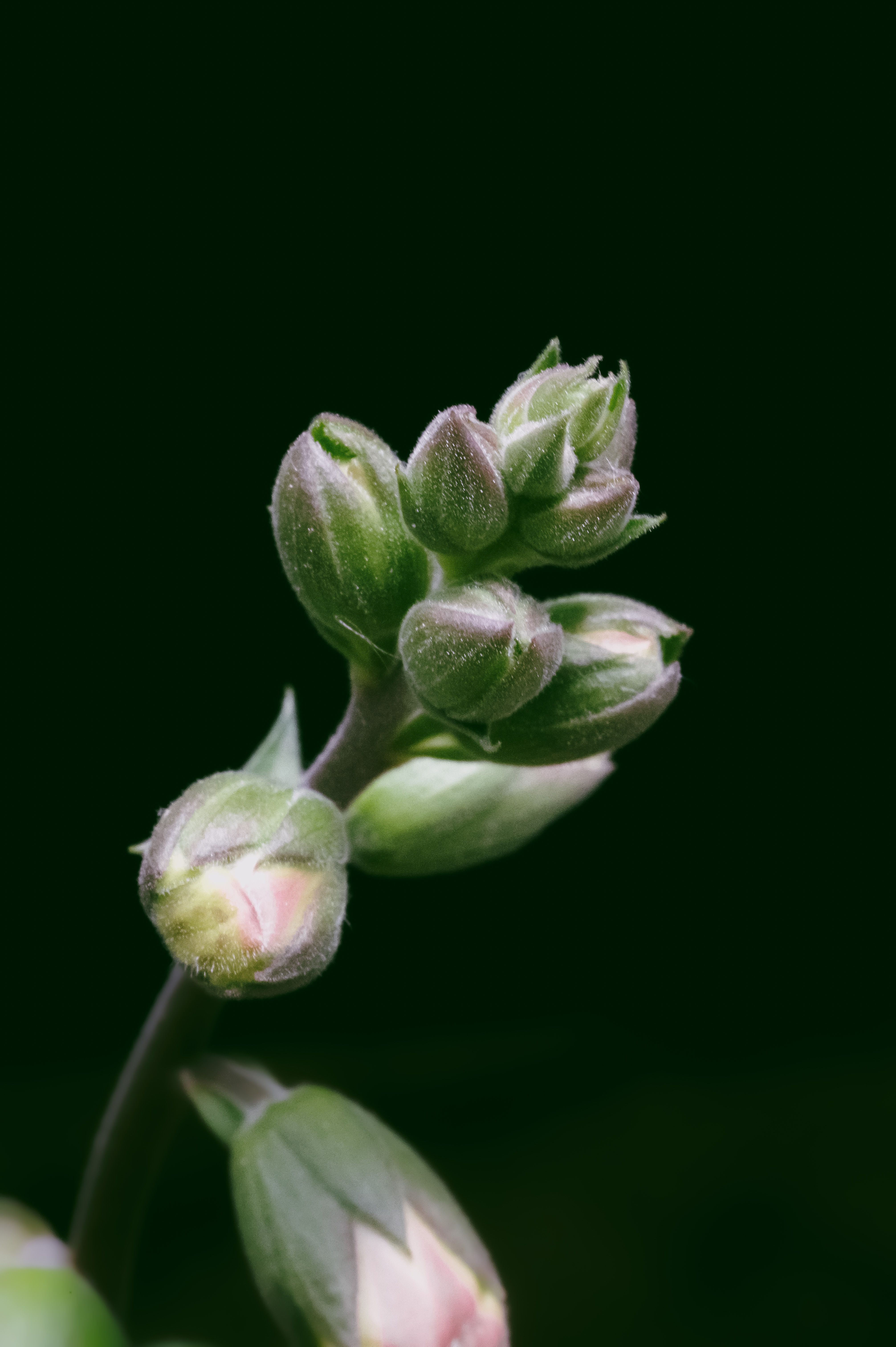 Detailed close-up of pink flower buds with a dark green background, showcasing nature's beauty.