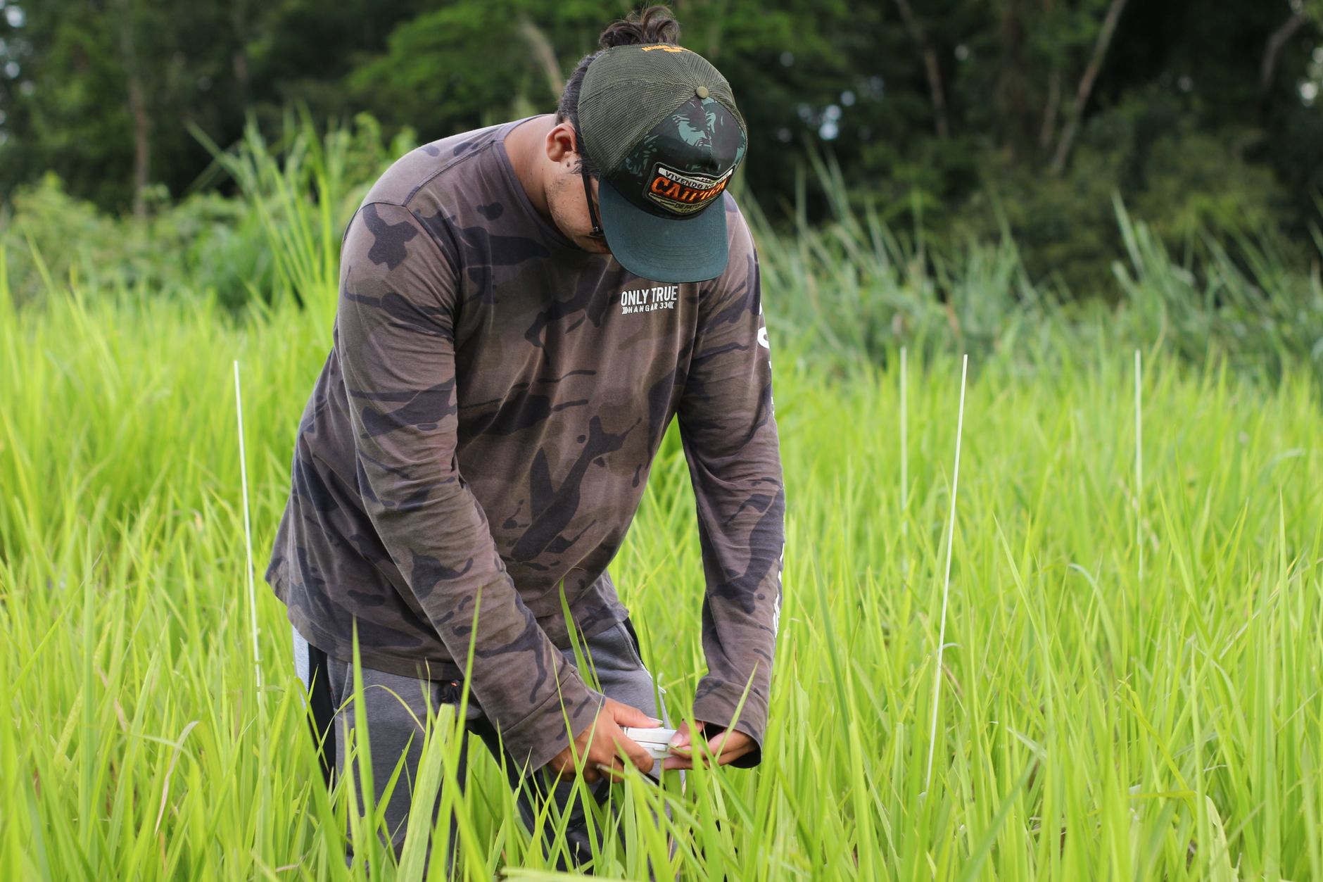 usages bambou agriculture gestion exploitation