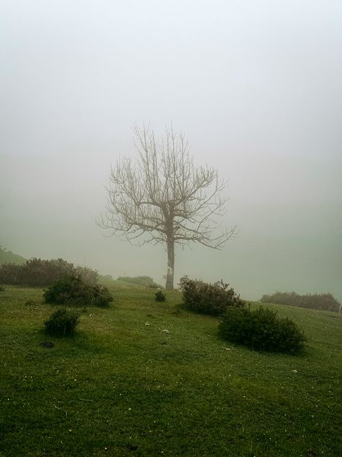 Free A lone tree stands on a grassy hillside shrouded in mist, creating a tranquil and mysterious scene in Spain. Stock Photo