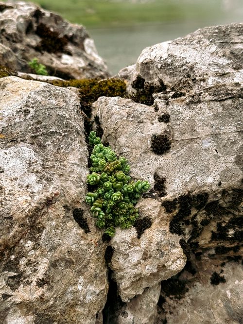 Free Close-up of succulent plant thriving in rocky crevices, Spain. Nature's resilience at its finest. Stock Photo