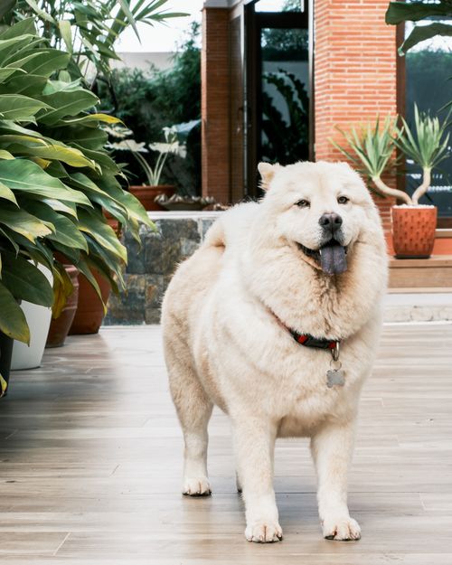 Free Adorable fluffy Chow Chow dog standing outdoors in a garden with lush plants. Stock Photo