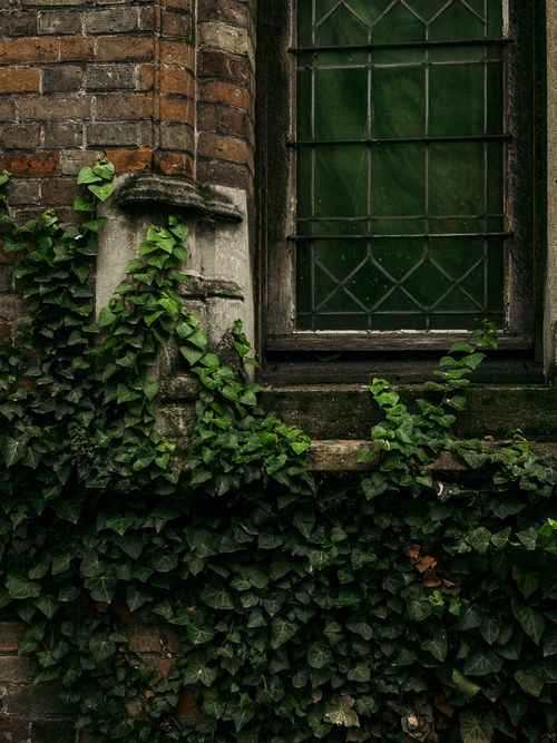 Free Gothic architecture with ivy on brick wall and stained glass window in Bruges, Belgium. Stock Photo