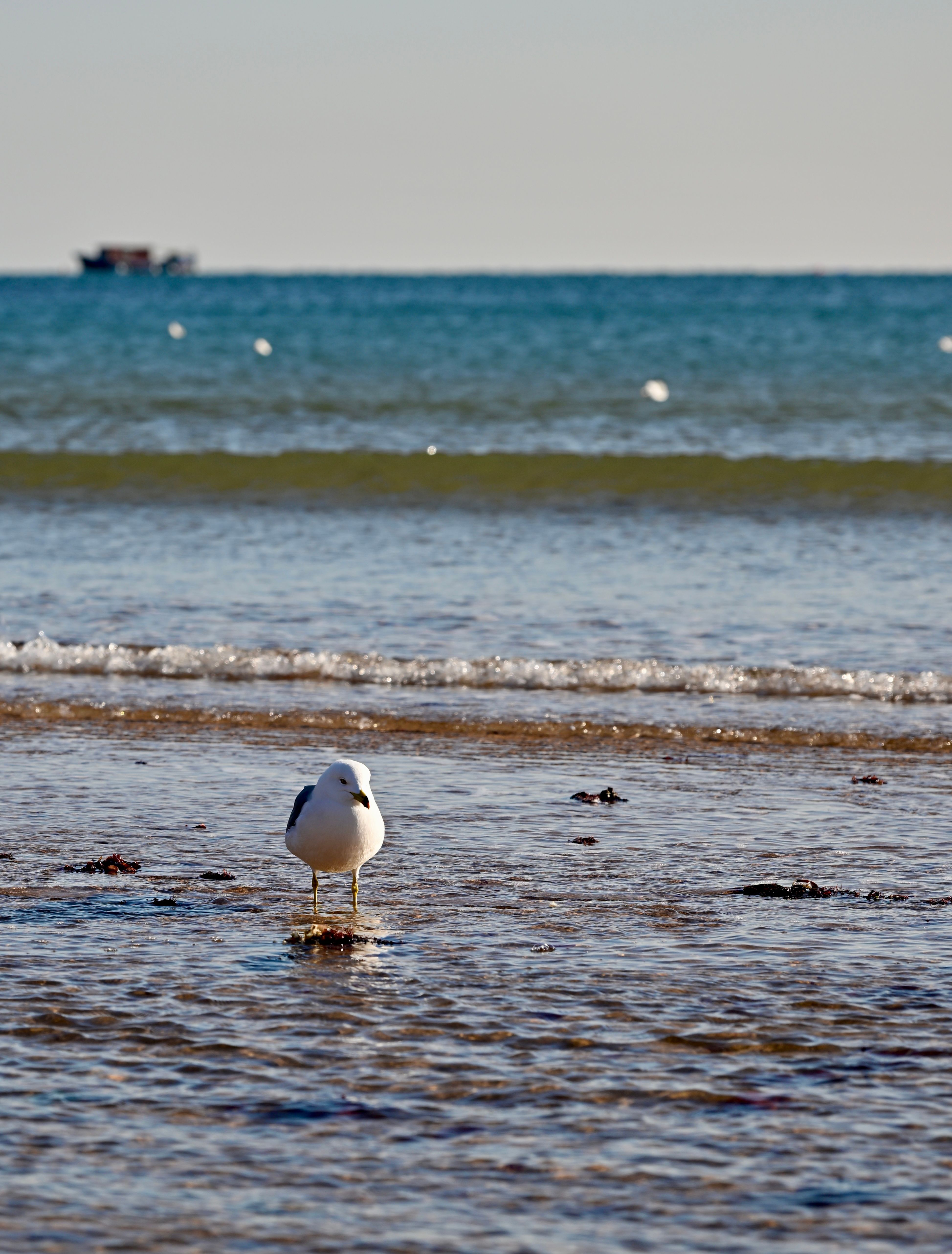 A seagull standing on the shore with ocean waves in Da Lian Shi, Liao Ning Sheng, China.