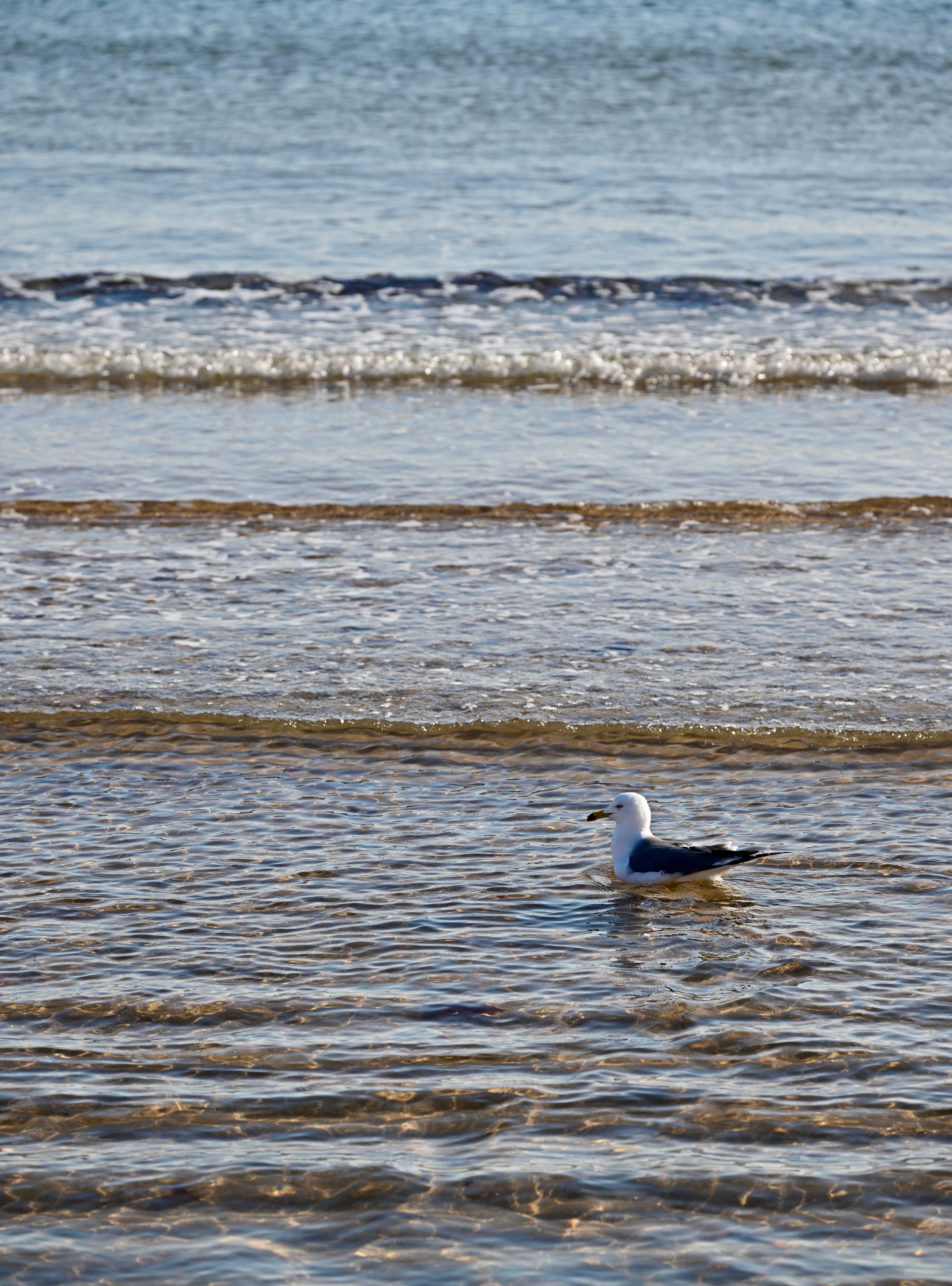 A lone seagull wading in the tidal waters of Dalian's serene beach.