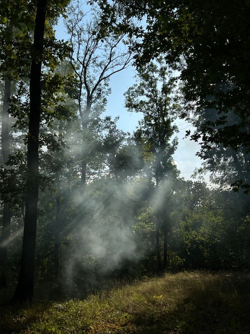 Free Serene forest scene with sun rays filtering through the trees, creating a mystical atmosphere. Stock Photo